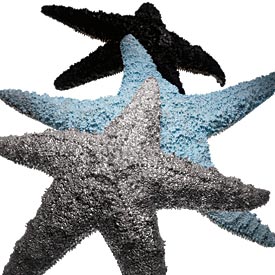 hand painted starfish by Anne Coyle